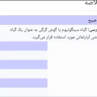 گیاه سینگونیوم & گوشی گرگی|گل و گیاه طبیعی|اصفهان, سرچشمه|دیوار