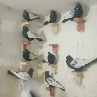 25تانرسینه سیاه