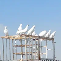 شیخ ابری سلامی معاوضه باطوطی