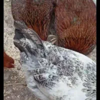 مرغ درشت صحیح سالم با یه خروس جوان