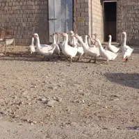 غاز محلی|حیوانات مزرعه|لاجان, |دیوار