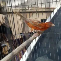 قناری ماده سرخ بدون پر ابلغی آماده|پرنده|شیراز, سعدیه جنوبی|دیوار