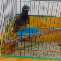 معاوضه مرغ مینا افغانی چشم ستاره ای