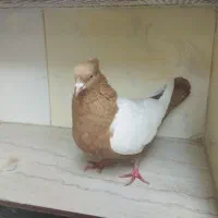 سینه ماده|پرنده|آشخانه, |دیوار