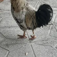 یک خروس اذان گو یک ساله