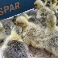 جوجه غاز ۴ روزه ۱۲ عدد