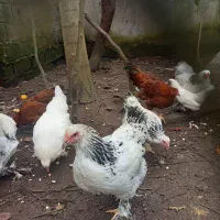 مرغ خروس امپراطور|حیوانات مزرعه|خشکبیجار, |دیوار