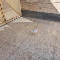 کفتر وپرنده|پرنده|شیراز, شهرک رضوان|دیوار