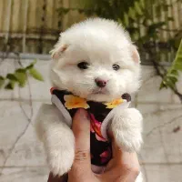 پام پودل، خــ. رسی رـوباهی، از 3900|سگ|تهران, توحید|دیوار