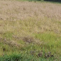 فروش زمین باغی|فروش زمین و ملک کلنگی|فومن, |دیوار