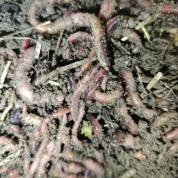 کرم خاکی درشت برای ماهیگیری