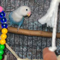 کوتوله برزیلی گمشده ایذه خیابان مدرس|حیوانات|ایذه, |دیوار