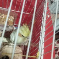 عروس هلندی