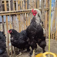 کیفیت بی نظیر  بلک و صابونی بلک