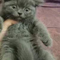 گربه اسکاتیش و بریتیش