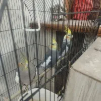 جفت عروس هلندی مولد به همراه جوجه یک ساله