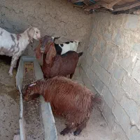 بز مری|حیوانات مزرعه|قرقری, |دیوار