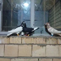 کبوتر اتم پرشی