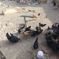 فروش جوجه بومی دم تخم|پرنده|عسگران, |دیوار