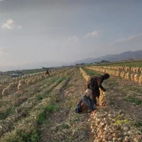 گروه پیازکن|خدمات باغبانی و درختکاری|جیرفت, |دیوار