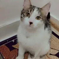 دوتا گربه خوشگل و ناز رایگان