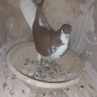 شهری سرخ ماده|پرنده|شیراز, محمدیه|دیوار