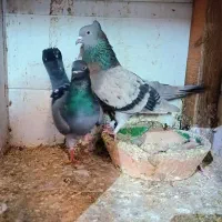 کبوتر سبز خطی