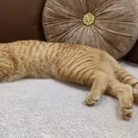 واگذاری گربه|گربه|اسلامشهر, شهرک سالور|دیوار