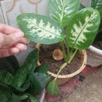دیفن باخیا|گل و گیاه طبیعی|شیراز, شهرک والفجر|دیوار