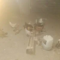 فروش به تعداد مرغ وخروس محلی دونه ای ۴۰۰|حیوانات مزرعه|اشتهارد, |دیوار