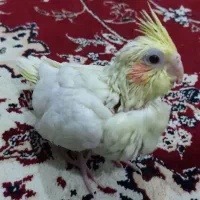 عروس هلندی
