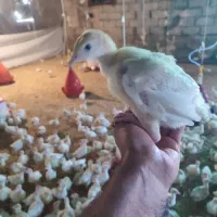 جوجه بوقلمون بیوتی ۶