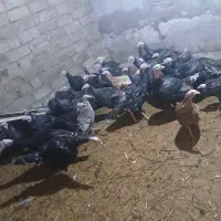 بوقلمون|حیوانات مزرعه|نوشین شهر, |دیوار