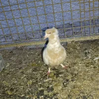 کبوتر|پرنده|بندر امام خمینی, |دیوار