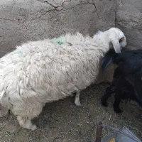 بره ماده