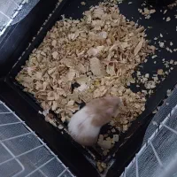 همستر همراه قفس