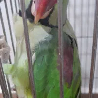 شاه طوطی نر