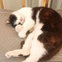 واگذاری گربه کاملا اهلی