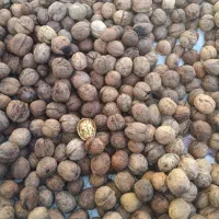 گردو|خوردنی و آشامیدنی|اردبیل, |دیوار