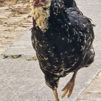 مرغ گلین چهل تاج