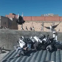 پرنده|پرنده|شیروان (خراسان), |دیوار