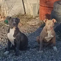 توله امریکن پیت بول