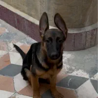 واگذاری توله ژرمن مو کوتاه|سگ|بوشهر, |دیوار