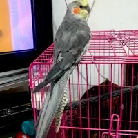 عروس هلندی سخنگو