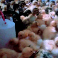 حیوانات خانگی عموحسن|اسباب‌بازی بچه|قائن, |دیوار