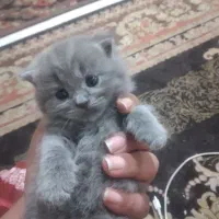گربه بریتیش اسکاتیش نر