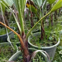 فروش پالم واشنگتن تنه قرمز