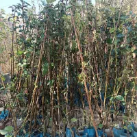 صنوبر / گلابی/ انار / پیوندی / احمد آقایی|خدمات باغبانی و درختکاری|تاکستان, |دیوار