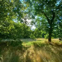 زمین باغی و باغ آماده روستای سیمین زاغه