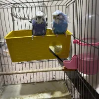 مرغ عشق پروانه ای